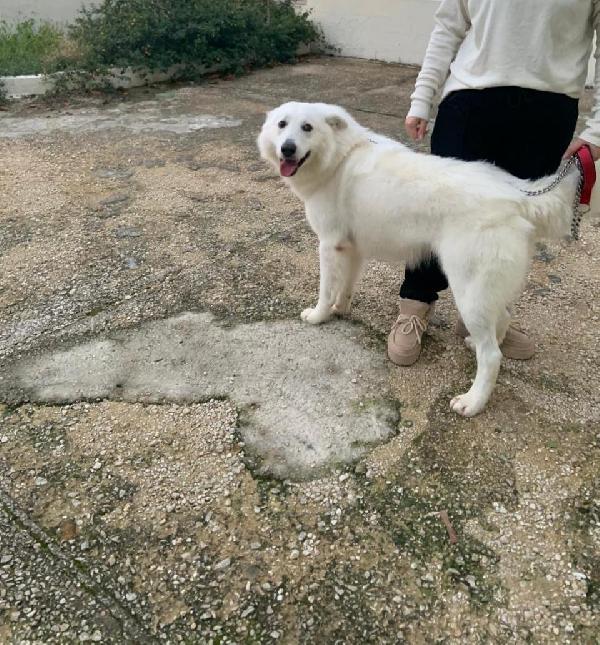 Gucci, splendido pastore svizzero Foto 7